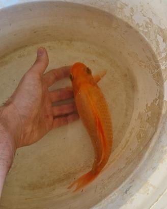 Pesce rosso