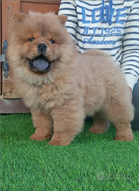 Chow Chow cucciole
