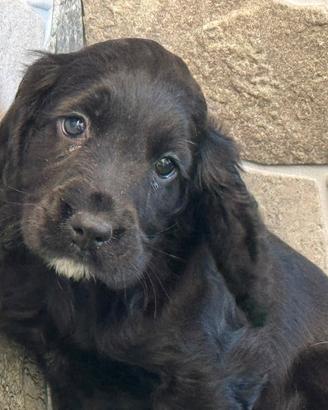 Cocker