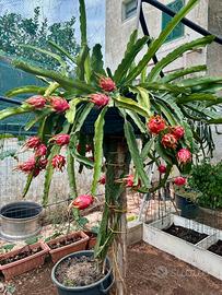 Cactus 🐉 Dragon Fruit 🐉, Pitaya