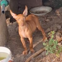 Cucciolo cirneco dell etna