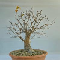 acero campestre disponibile spedisco 