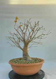 acero campestre disponibile spedisco 