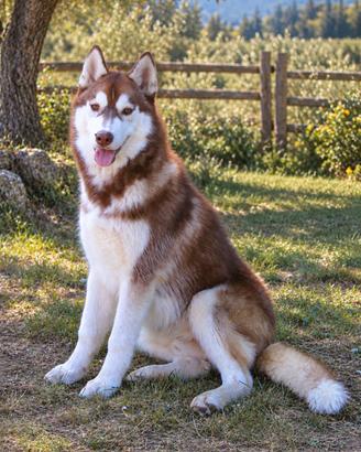 Splendido cucciolo di SIBERIAN HUSKY