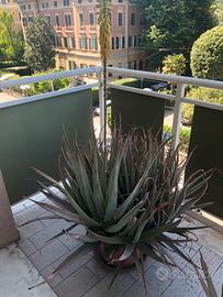 Pianta di Aloe Vera con vaso
