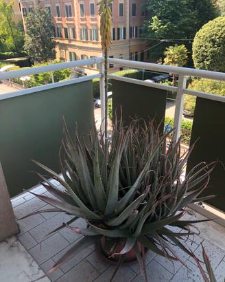 Pianta di Aloe Vera con vaso