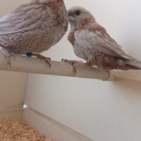 Passeri del Giappone da Selezione