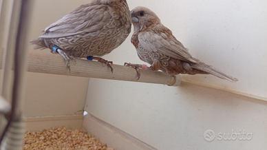 Passeri del Giappone da Selezione