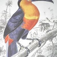 6 stampe Histoire Naturelle Charles d'Orbigny