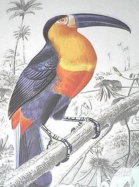 6 stampe Histoire Naturelle Charles d'Orbigny