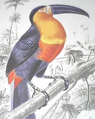 6 stampe Histoire Naturelle Charles d'Orbigny