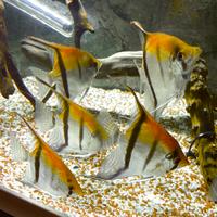 Scalari Red Schoulder