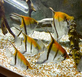 Scalari Red Schoulder