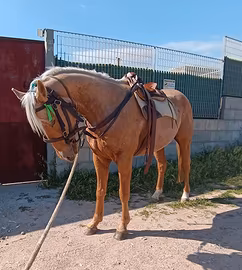 Cavallo 3 anni
