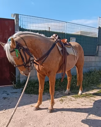 Cavallo 3 anni