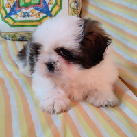 Cuccioli di Shitzu consegna tutta Italia