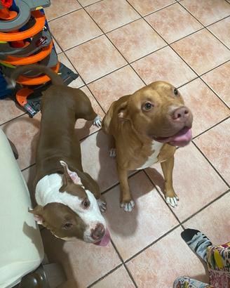 Pitbull red nose