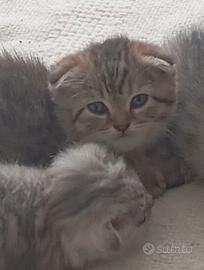Scottish fold e straight (simil no pedigree)