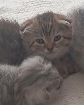 Scottish fold e straight (simil no pedigree)