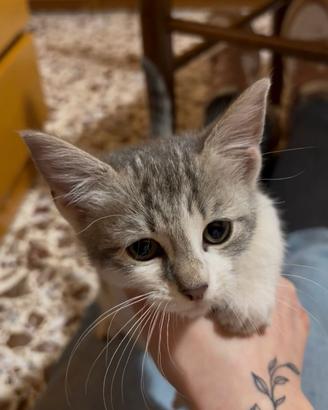 Gattino trovato