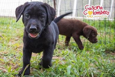Labrador retriever cucciola