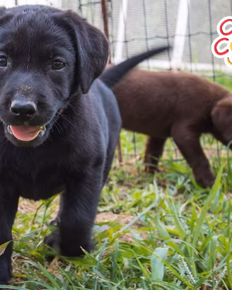 Labrador retriever cucciola