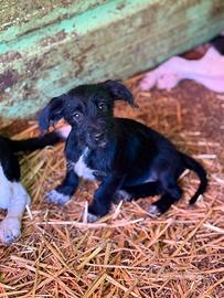 NERA, cucciola baffuta TG PICCOLA