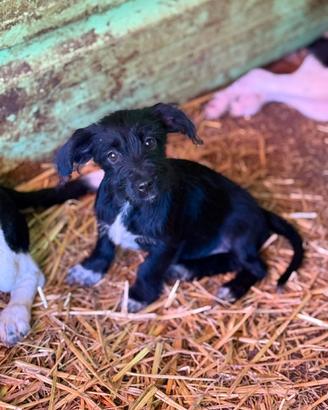NERA, cucciola baffuta TG PICCOLA