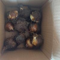 30 Bulbi fiori gialli Sternbergia lutea