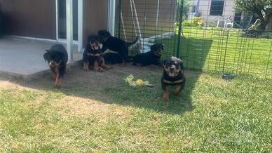 Cuccioli Rottweiler - 1 Femmina e 2 Maschi
