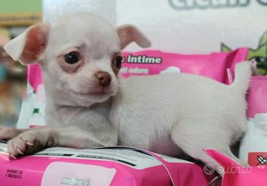 Chihuahua toy