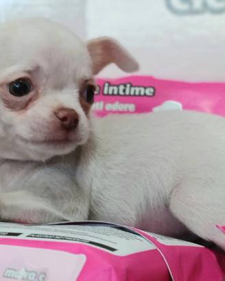 Chihuahua toy