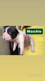 Bulldog francese