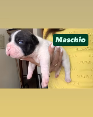 Bulldog francese