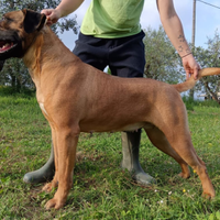 Cuccioli CANE CORSO