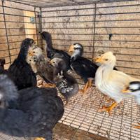 Pulcini ornamentali diverse razze