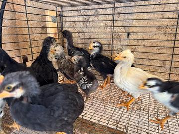 Pulcini ornamentali diverse razze