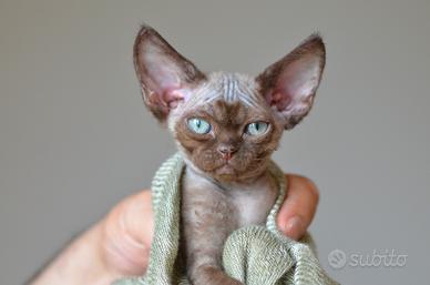 Cuccioli di devon rex
