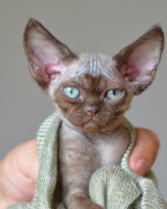 Cuccioli di devon rex