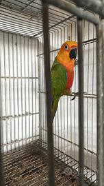 Pulli pappagallo conuro Jandaya