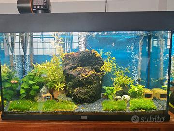 Fantastiche caridine davidi Yellow neon Fire