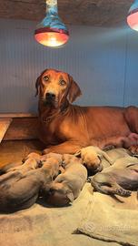Cuccioli di Rhodesian Ridgeback-pedigree Enci