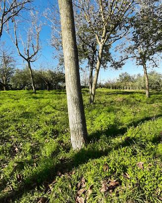 piante di noce