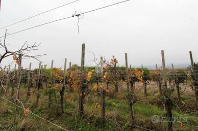 TER. AGRICOLO A SAN COLOMBANO AL LAMBRO