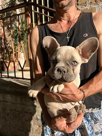 Maschietto bulldog francese lilac fawn