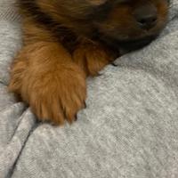 Cuccioli Morkie