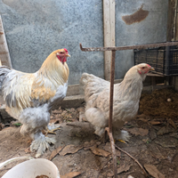 Galli galline