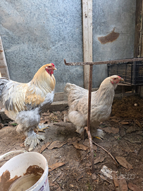 Galli galline