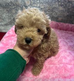 Barboncino albicocca