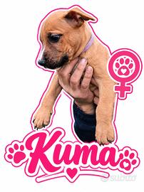 Cucciola Pitbull 